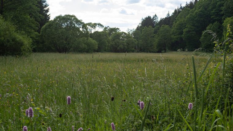 Eine blühende Wildkräuterwiese mit lila Blüten im Vordergrund, umgeben von Bäumen unter einem bewölkten Himmel.