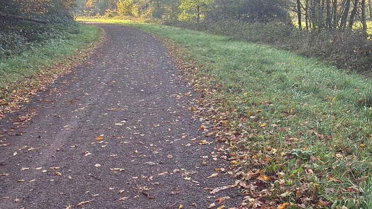 Een rustige weg door een herfstbos. De grond is bedekt met kleurrijke bladeren en de bomen tonen felgekleurde tinten.