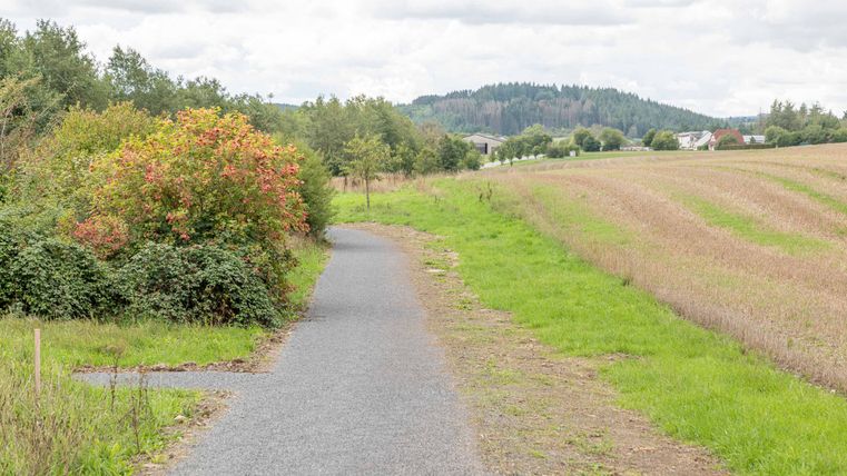 A stony path between fields, flowering shrubs and trees. Several houses in the background