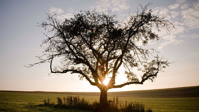Un arbre isolé dans un champ au coucher du soleil, le soleil brille à travers les branches.