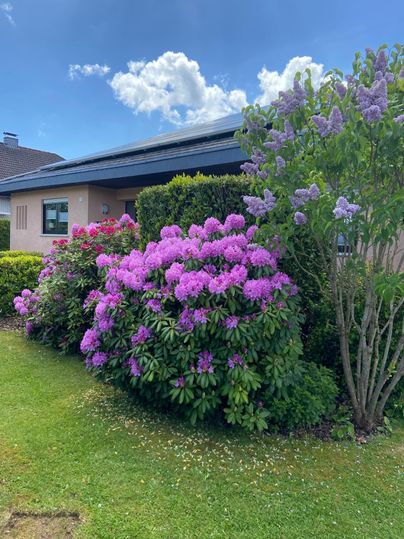 A beautiful garden landscape with blooming rhododendrons in purple and pink. In the background, there is a house and a blue sky with clouds.