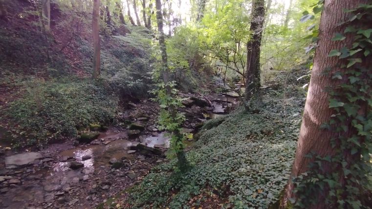 Een klein beekje stroomt door een beboste vallei met weelderig groen en bomen.