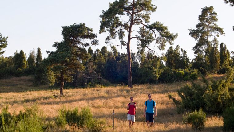 Two people walking through a heath landscape with trees in the background.