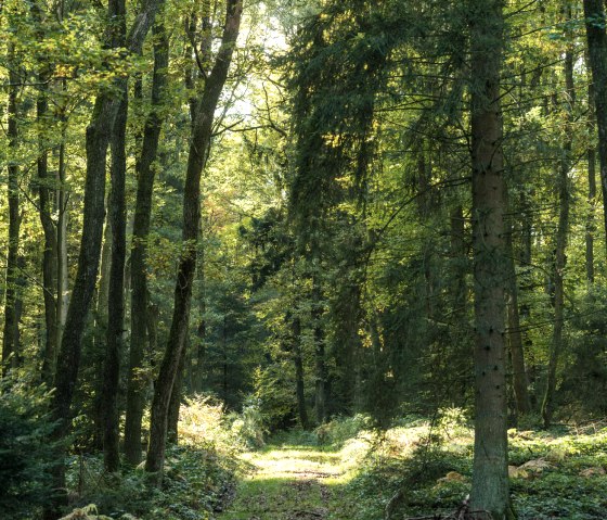 Door het bos op de Hinterbüsch-Pfad wandelroute, © Eifel Tourismus GmbH/D.Ketz