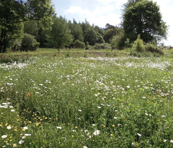 Blühende Wildblumenwiese mit Gänseblümchen und gelben Blumen, umgeben von grünen Bäumen unter blauem Himmel., © Valentin Stamer