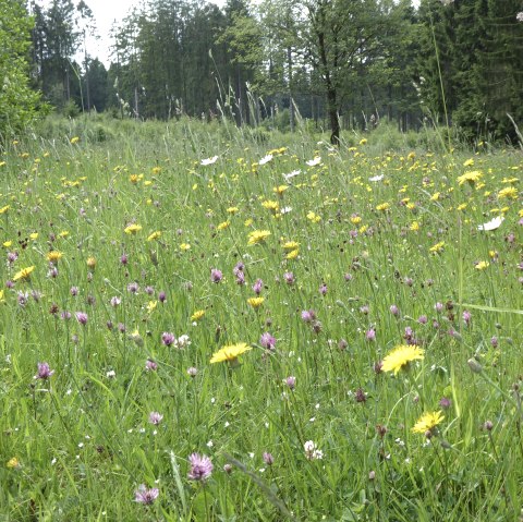 Waldblumenwiese in der Schneifel, © Tourist-Information Prümer Land, G. Sternitzke
