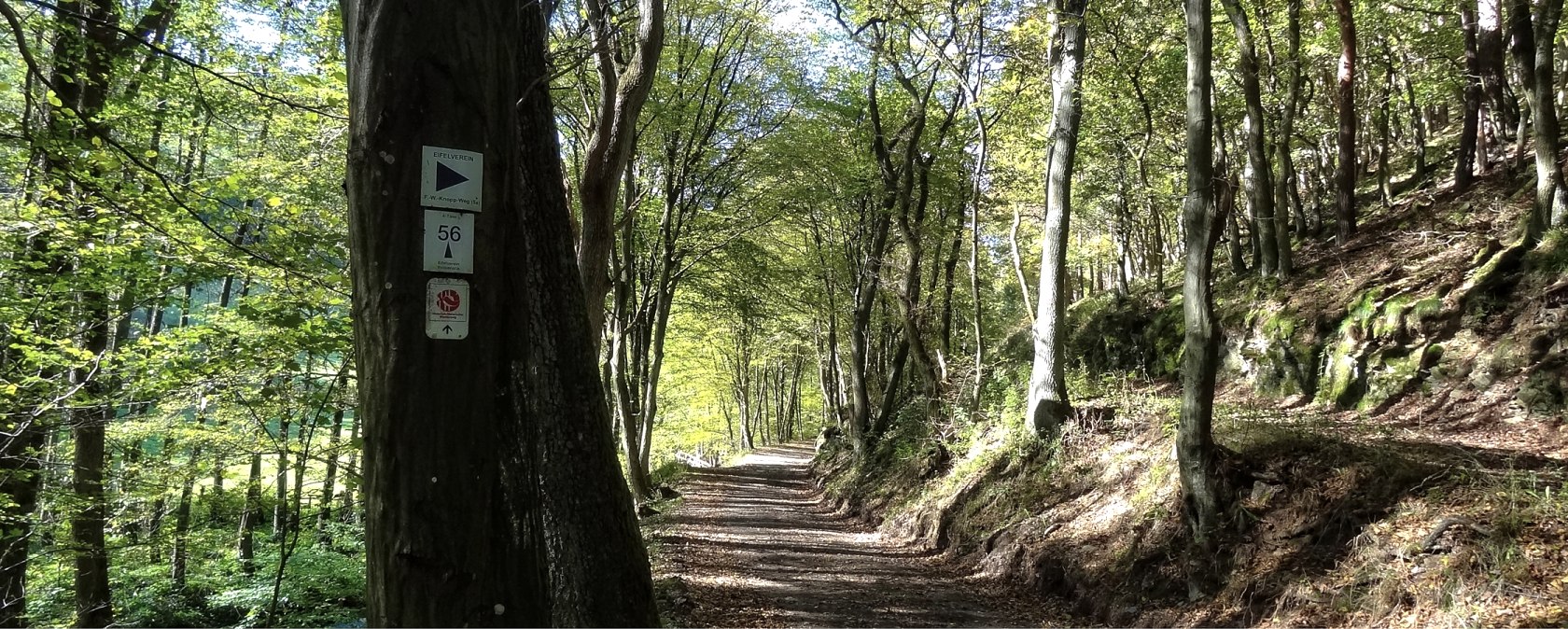 Gedeelte van het pad met bos en bewegwijzering, © Der Eifelyeti.de