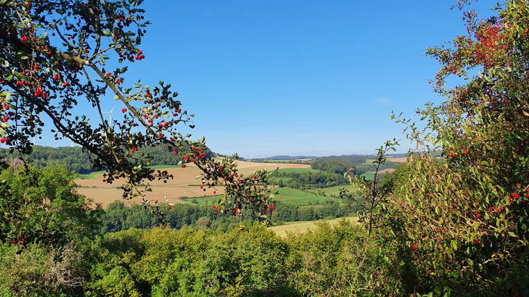 Blick ins Enztal mit grünen Feldern und roten Beeren im Vordergrund.