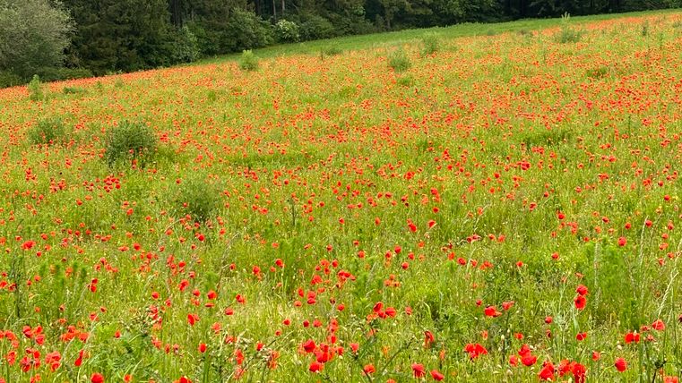 prairie de pavot de Californie