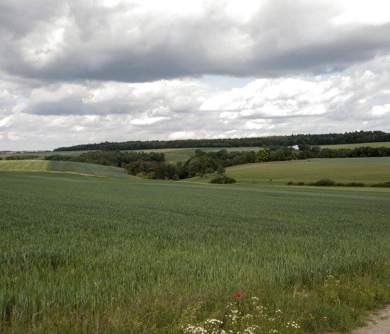 De vastes champs verts s'étendent sous un ciel nuageux dans la campagne d'Idenheim. Un seul coquelicot rouge est visible au premier plan., © Ingrid Penning
