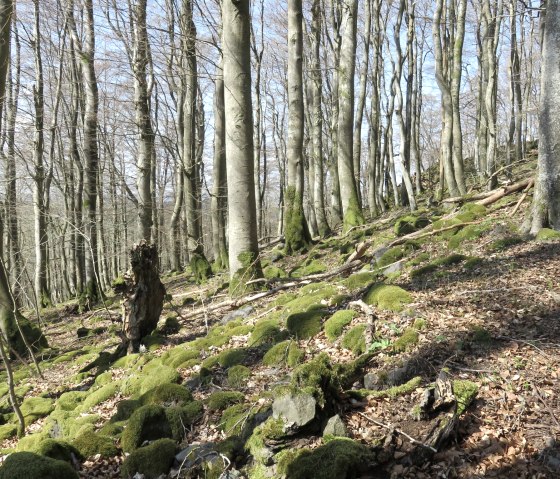 Chemin qui monte vers le mur d'enceinte, © TI Kelberg