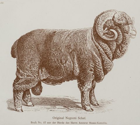 Een origineel Negretti-schaap met volle, krullende vacht en opvallende, gebogen hoorns. Het schaap staat zijwaarts afgebeeld.