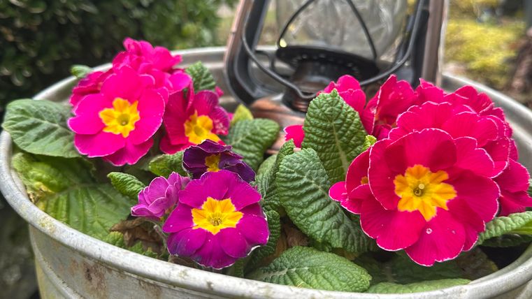 Ein Eimer mit bunten Primelblumen in kräftigem Rosa und Gelb steht neben einer alten Lampe. Die Pflanzen sind frisch und lebendig, umgeben von grünem Laub.