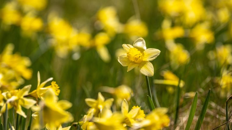 Un champ plein de jonquilles jaunes fleurit au soleil. Les fleurs dégagent la joie du printemps et ajoutent de la couleur au paysage.