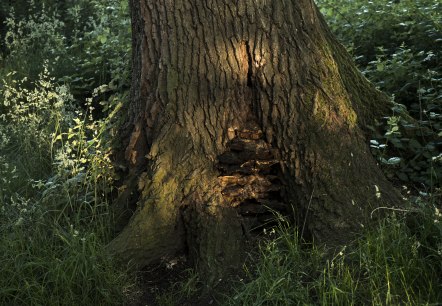 Tree with mushroom, © Kappest/Vulkanregion Laacher See
