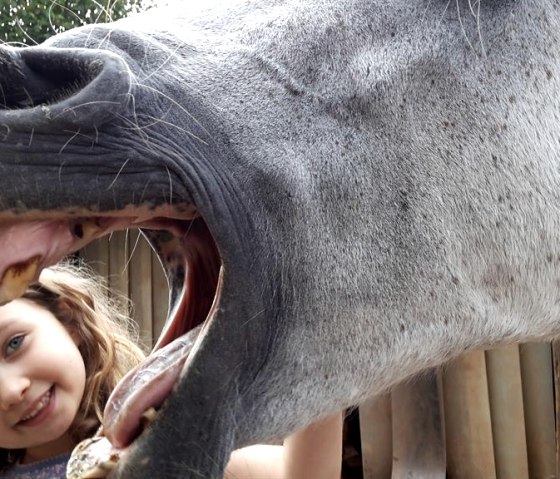 Horses