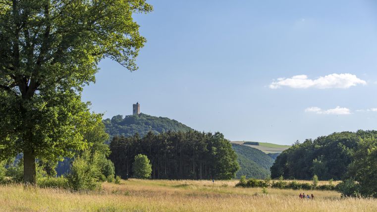 Une tour d'observation en pierre se dresse entre de grands arbres. Le ciel est clair et bleu, et les environs semblent calmes et préservés.