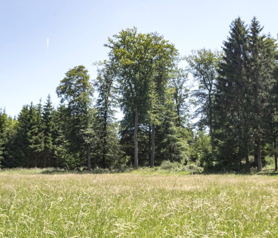 Aan de rand van het bos, Eifelspur Silberschatz, © Nordeifel Tourismus