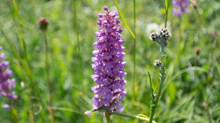 Gros plan sur une fleur violette dans une prairie.