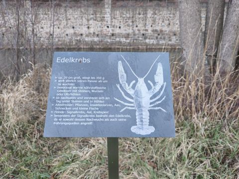 Ein Informationstafel über den Edelkrebs, die Details zu seiner Größe und Lebensweise enthält. Die Tafel steht in einem natürlichen Umfeld mit Gras und Bäumen im Hintergrund.