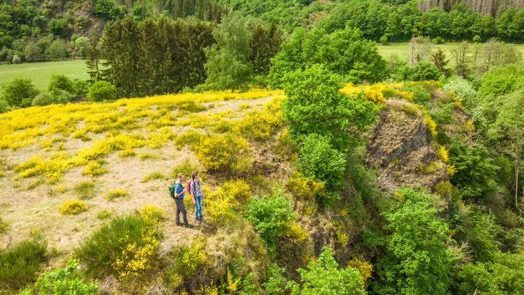 Two hikers stand on a hill overgrown with yellow broom with a view of a green forest landscape.