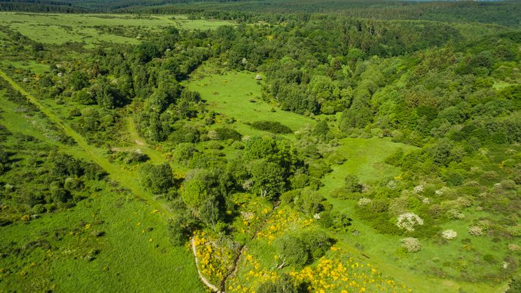 Luftaufnahme einer offenen Landschaft mit Ginsterbüschen