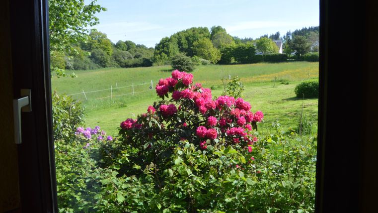 Ein Fensterblick auf eine grüne Wiese mit bunten Blumen. Im Vordergrund blühen leuchtend rosa Rhododendren.