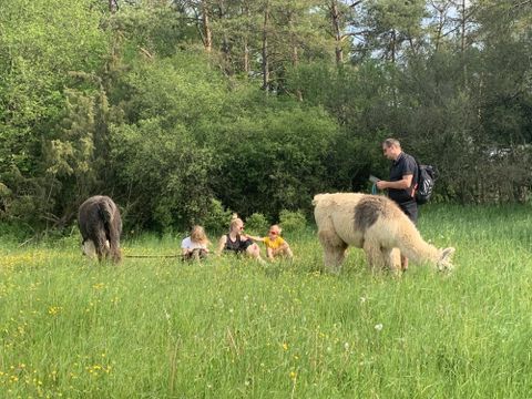 Een groep mensen ontspant op een weiland terwijl ze twee lama's voeren. De omgeving is groen en omgeven door bomen.