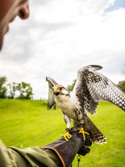 Un homme tient un faucon sur son bras. Le faucon a étendu ses ailes et regarde attentivement autour de lui.