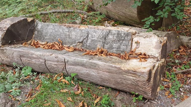 Holzbank aus Baumstamm mit Herbstlaub im Wald.