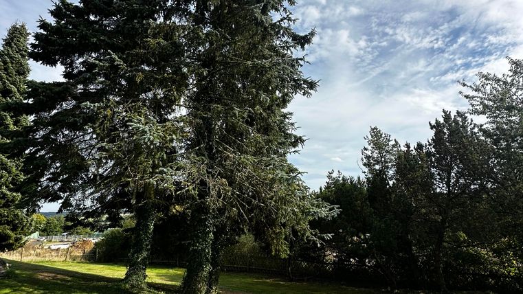 Een groene grasmat met hoge naaldbomen. De lucht is lichtbewolkt.