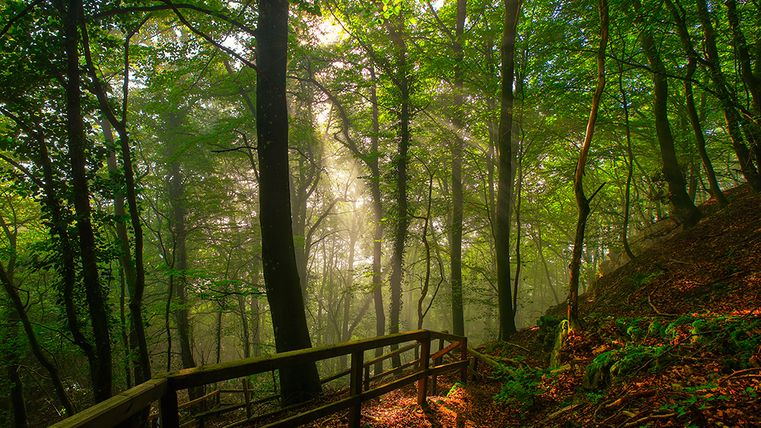 Un chemin forestier avec des rayons de soleil qui traversent les arbres.