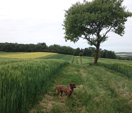 Randonnée avec notre Ronja