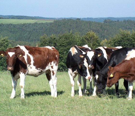 Koeien uit de Eifel, © Rursee-Touristik GmbH