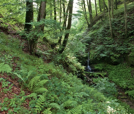 Une petite chute d'eau sur le sentier des gorges, © Naturpark Südeifel, Thomas Kirchen
