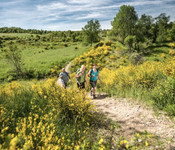 Wanderung entlang von Ginsterbüschen, © Dominik Ketz - Stadt Schleide
