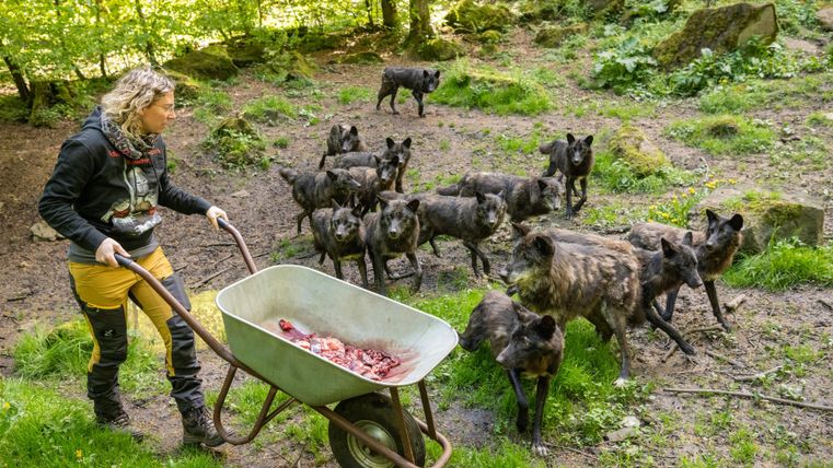Une personne pousse une brouette avec de la viande dans une forêt. Autour d'elle, plusieurs chiens sauvages regardent avec curiosité.