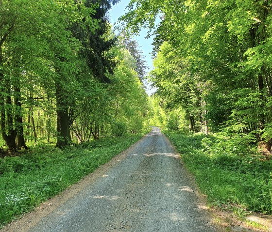 Wegabschnitt auf der HeimatSpur Wald-Wohlfühl- Weg, © GesundLand Vulkaneifel GmbH