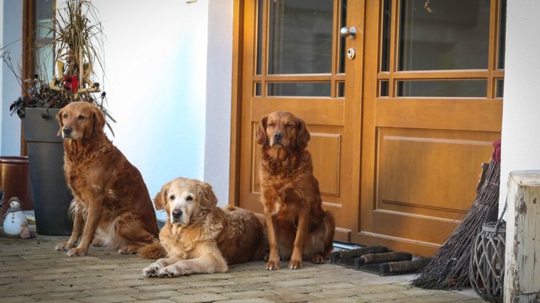 Drei Hunde sitzen vor einer Haustür. Der erste Hund liegt entspannt, während die anderen aufrecht sitzen.