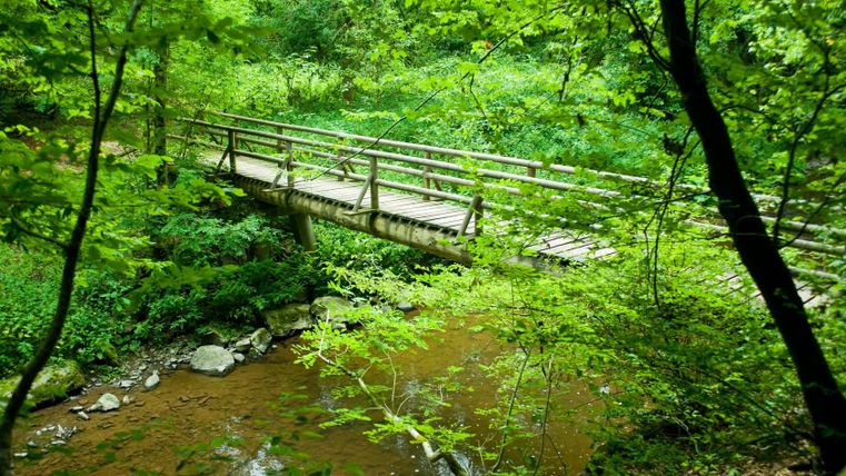 Holzbrücke über einen Bach im Wald, umgeben von üppigem Grün.