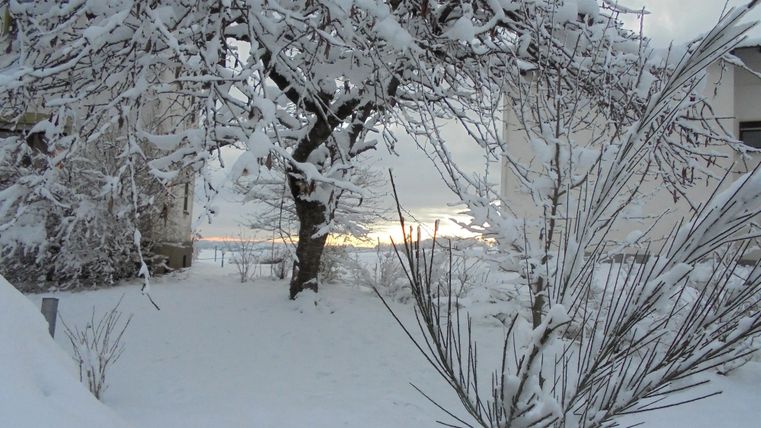 A snowy garden with a tree and snow-covered shrubs. In the background, a gentle sunrise is visible.