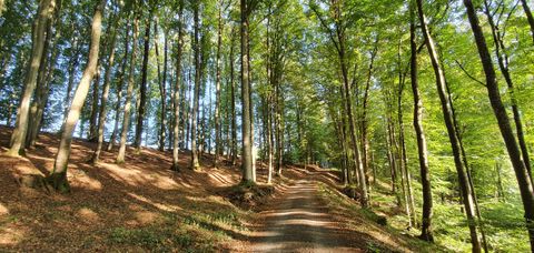 A forest path leads through a sparse deciduous forest with tall trees and sunlight shining through the leaves.