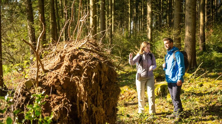 Twee mensen staan in een bos en bekijken een omgevallen boomstronk. De omgeving is groen en zonnig, met veel bomen op de achtergrond.