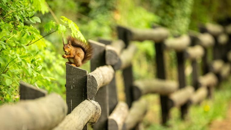 Een eekhoorn zit op een houten hek. Op de achtergrond zijn groene bomen en planten te zien.