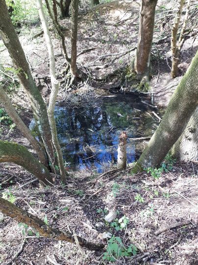 A small pond in the forest, surrounded by trees and fresh greenery. The water surface reflects the light of the sun.