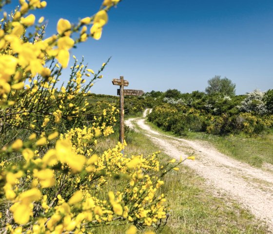 Ginsterblüte auf der Dreiborner Hochfläche 1, © Frank Wiesen