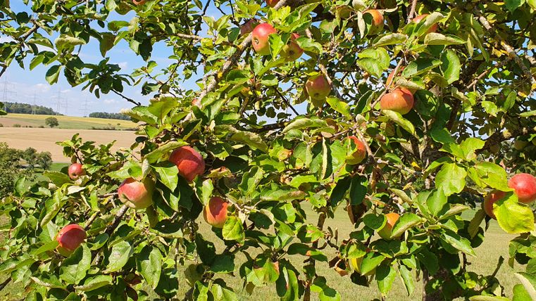 Een appelboom met rode appels en groene bladeren voor een landelijk landschap.