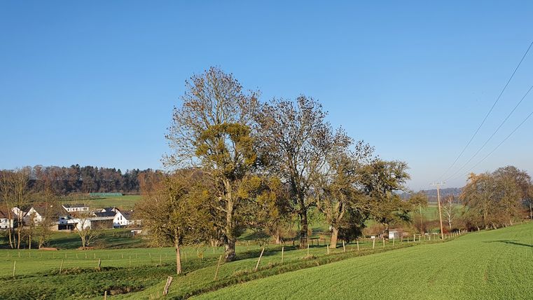 Landschap met groene velden, bomen en een dorp op de achtergrond onder een blauwe lucht.