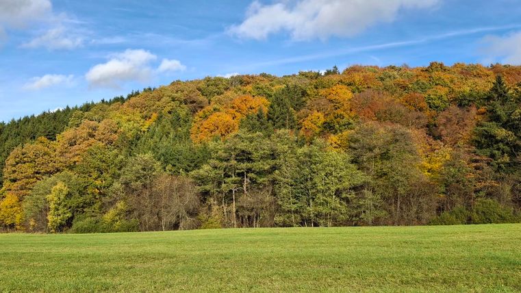 Een pittoresk landschap met een kleurrijk herfstbos en een groene weide. De lucht is helder en met enkele wolken doorspekt.