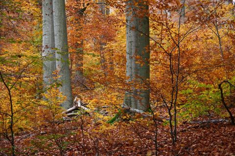 A forest in autumn with colorful foliage. Tall trees are surrounded by orange and golden leaves.